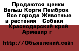 Продаются щенки Вельш Корги Пемброк  - Все города Животные и растения » Собаки   . Краснодарский край,Армавир г.